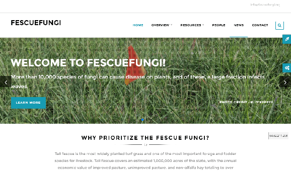 Fescuefungi